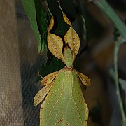 Phyllium sp